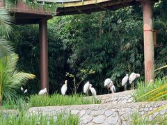 -新加坡飞禽公园