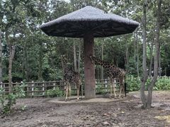 -清迈夜间动物园