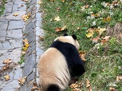 -卧龙中华大熊猫苑神树坪基地
