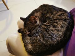 -平行世界·猫咖(首经贸店)