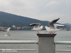 -海埂大坝