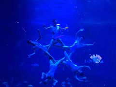 -烟台海昌鲸鲨海洋公园