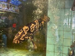 -新金盛·海鲜酒楼(盐田店)