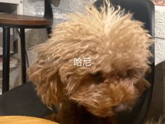 -萌喵宠狗爱心宠咖