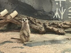 点击看大图 -Zoolung Zoolung动物主题公园(海信广场店)