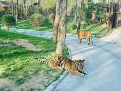 -北京野生动物园