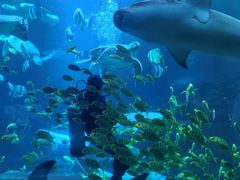 -太平洋海底世界