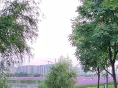 -洋湖国家湿地公园
