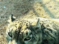 -青藏高原野生动物园