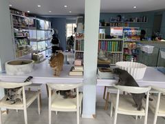 大堂-喵的天空名猫咖啡馆·撸猫·猫舍·用品