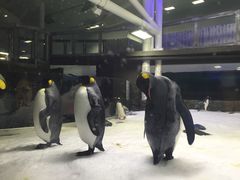 -悉尼海洋生物水族馆