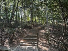 -上海佘山国家森林公园天马山园