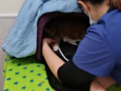 -凯特喵百思猫专科医院