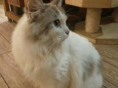 -more than meow吴止猫主题餐厅(承德 中船汇店)