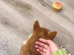 -浣熊柯尔鸭土拨鼠·电玩咖