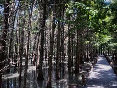 -桤木河湿地公园