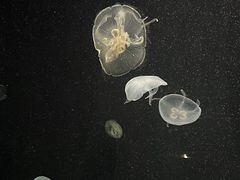 -大阪海游馆