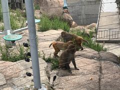 -西霞口神雕山野生动物世界