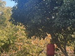 -阿巧茶庄