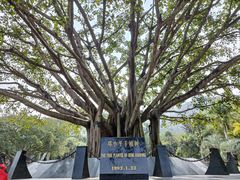 -深圳仙湖植物园