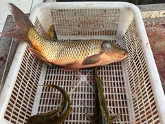 -姥家大锅台水库渔家