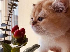 -翊宠yipet猫狗购宠庄园犬舍•猫舍