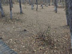 -帽儿山国家森林公园