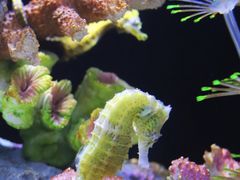 -欢乐海岸海洋奇梦馆