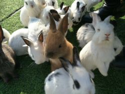 -萌宠亲子动物乐园(槐房万达店)