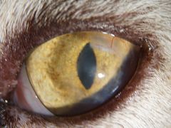 -爱侣宠医·鹦鹉专科·小型哺乳类·异宠专科(灵石路店)