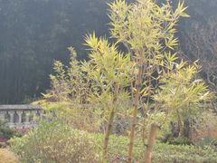 -望江楼公园