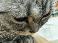 -李小姐の猫咖啡馆(五角场店)