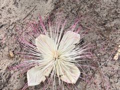 -东姑阿都拉曼海洋公园