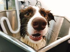 -PETKIT小佩宠物(古北店)