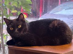 -豆逗聊愈猫阁Easy Life