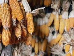 -西双版纳基诺山寨