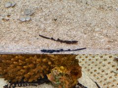 -上海海洋水族馆