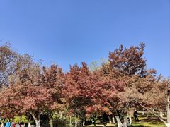 -南京古林公园