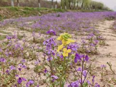 -汉长安城未央宫国家考古遗址公园