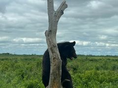 -黑瞎子岛探秘野熊园