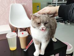 -我爱猫咪·猫咖·狗咖·安哥拉兔·羊驼咖(小寨华旗店)