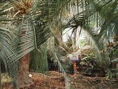 -呀路古热带植物园