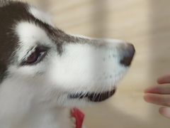 -Husky Go! 哈士奇体验馆·宠物咖啡厅狗咖