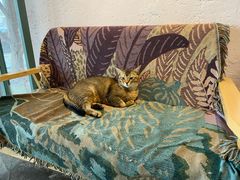 -喵屿·大理花园猫咖