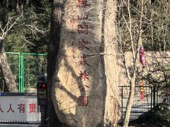 -鲁山国家森林公园