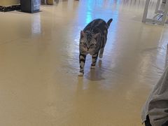 -藏猫猫咖啡主题馆(中央大道店)