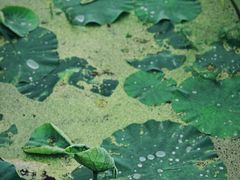 -梁鸿国家湿地公园