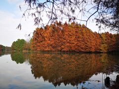 -上海海湾国家森林公园