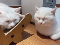 -有猫主题·治愈系猫咖(曾厝垵店)