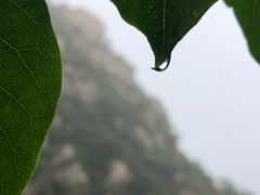 -大岭沟猕猴桃谷风景区